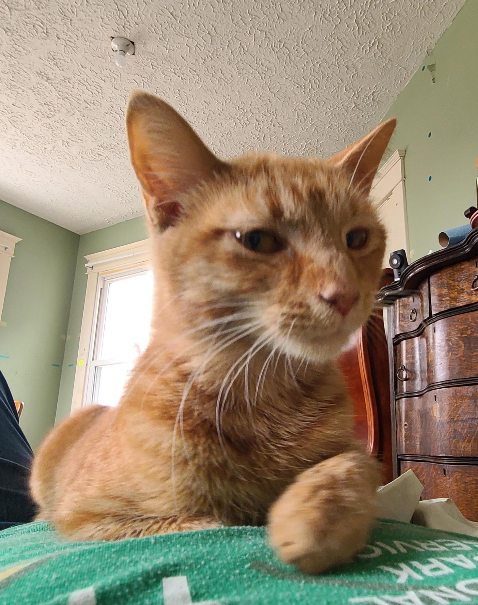 Enlarge Anne, a ADOPTABLE Domestic Short Hair in West Lafayette, IN image 3/4