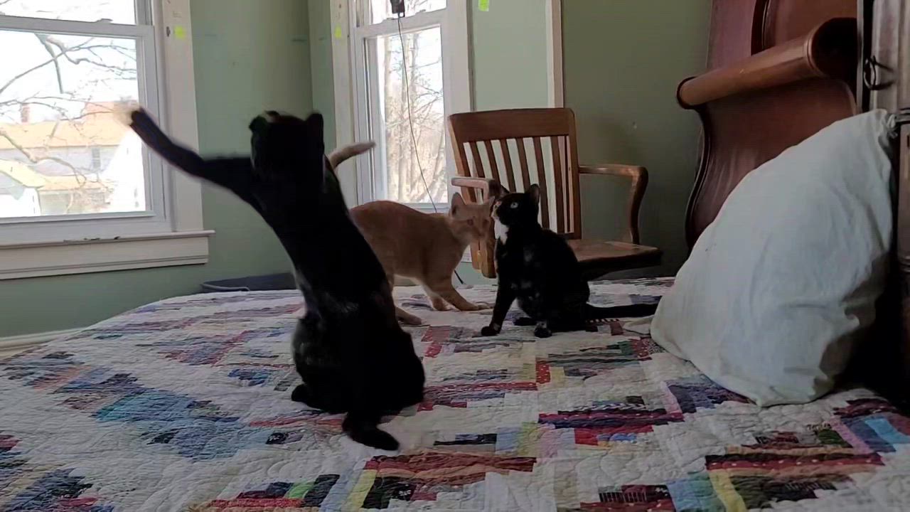 Enlarge Anne, a ADOPTABLE Domestic Short Hair in West Lafayette, IN video 4/4