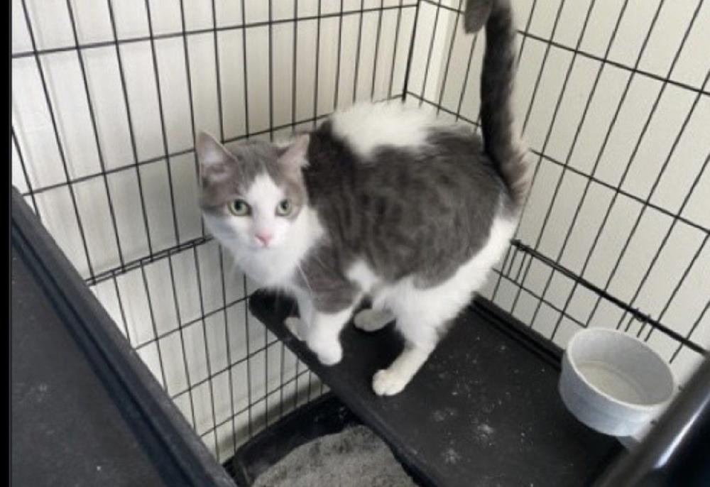 Enlarge Pluto, a Adoptable mixed breed in Lafayette, CO image 1/1