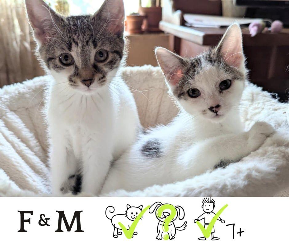 Polka dot & Petit pois