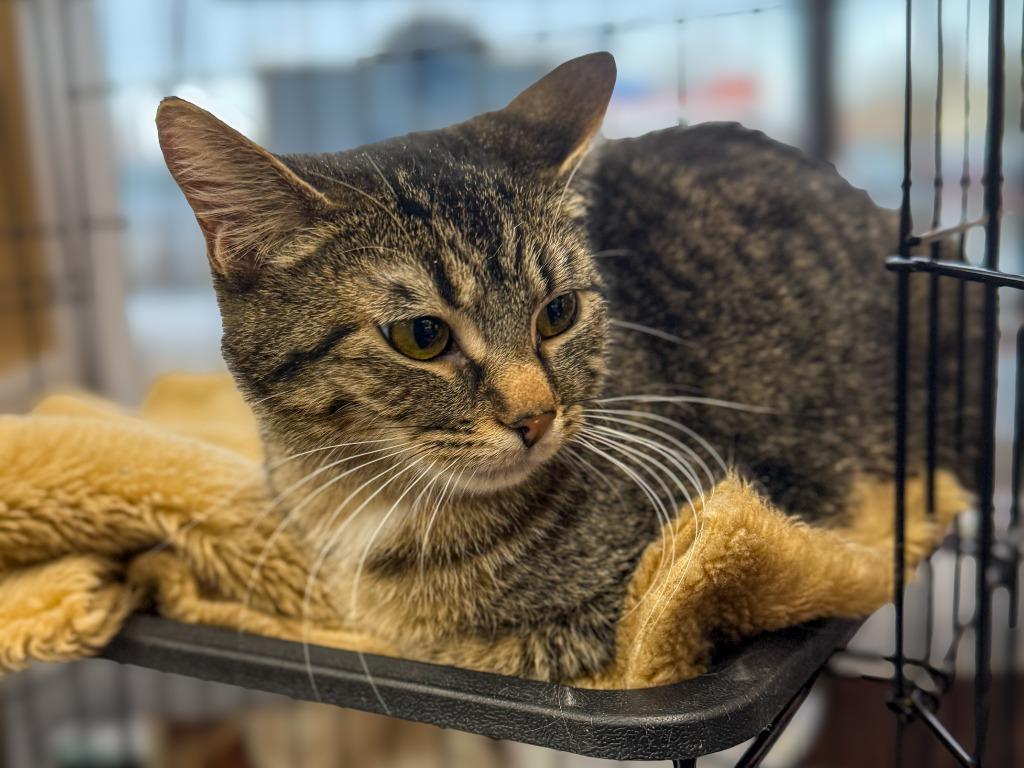 Enlarge Tidbit, a Adoptable mixed breed in Calgary, AB image 1/4