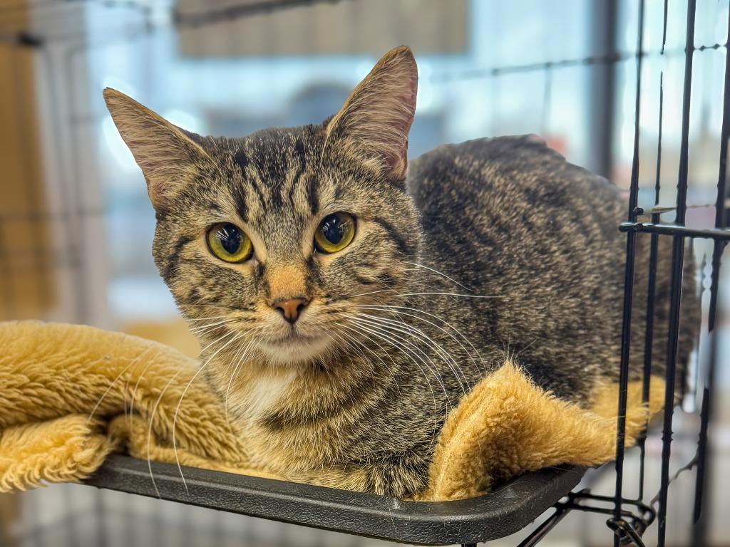 Enlarge Tidbit, a Adoptable mixed breed in Calgary, AB image 2/4