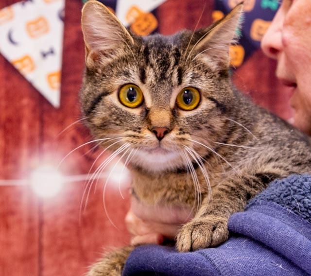 Tidbit, Adoptable, Young Female Domestic Short Hair.
