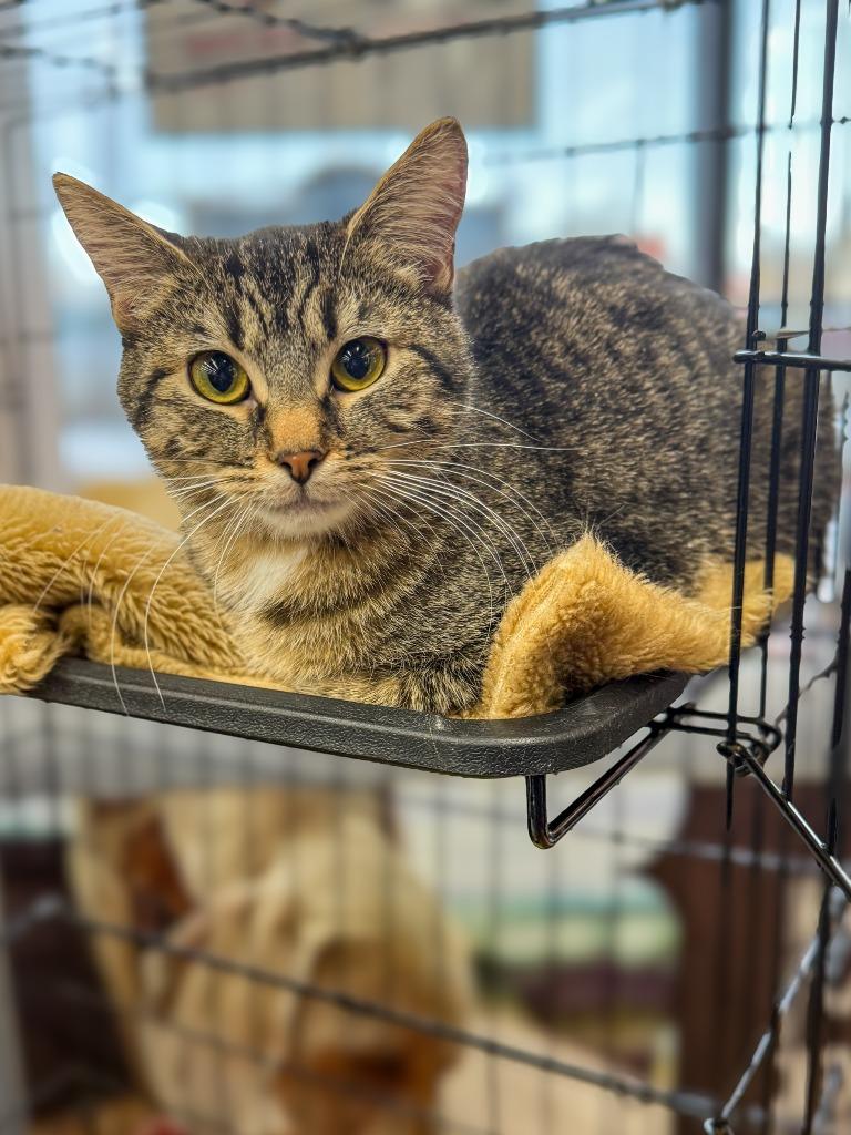 Enlarge Tidbit, a Adoptable mixed breed in Calgary, AB image 4/4