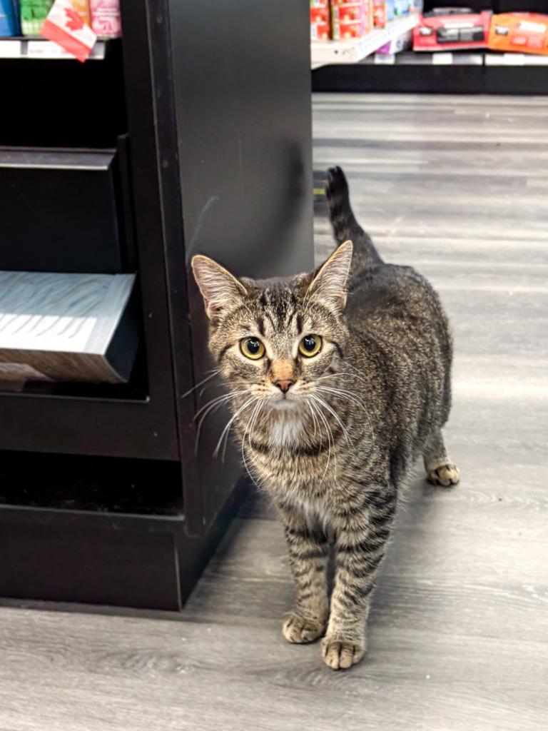 Enlarge Tidbit, a Adoptable mixed breed in Calgary, AB image 5/6