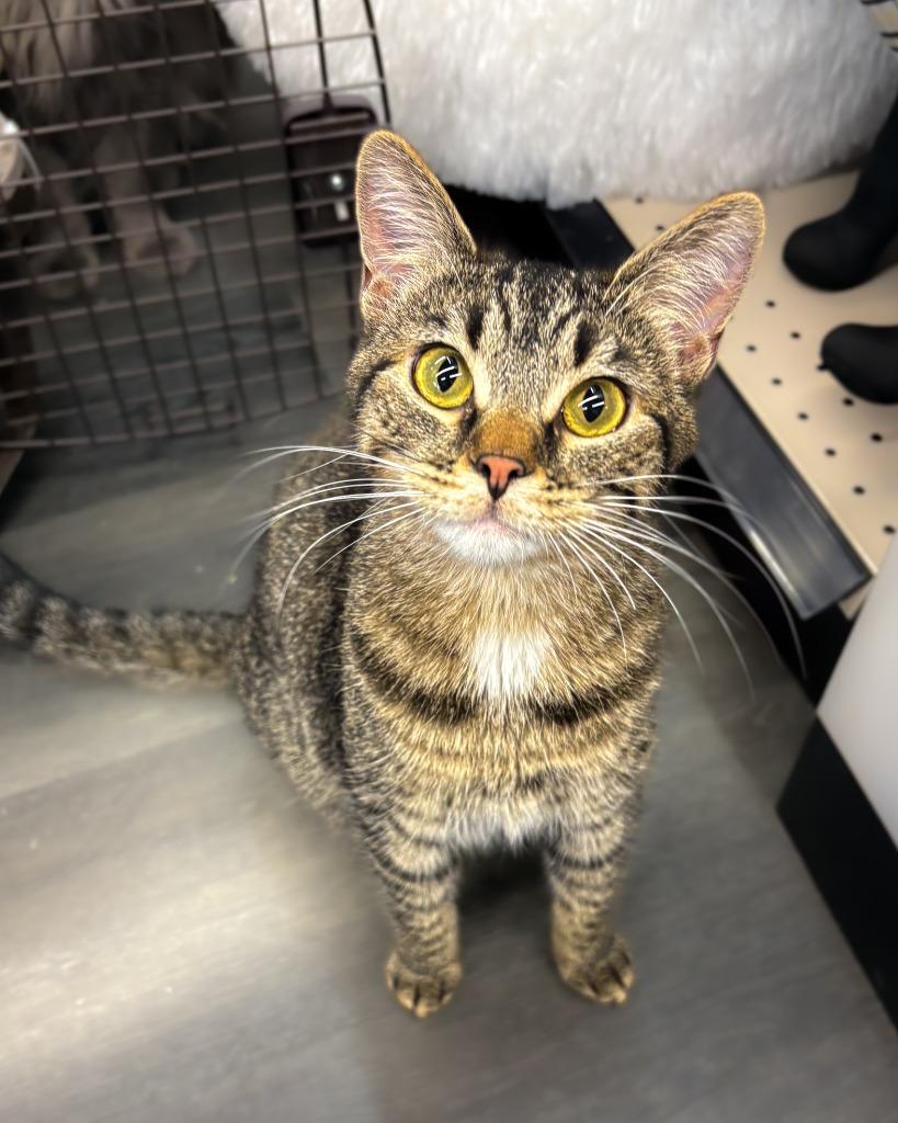 Tidbit, a Adoptable mixed breed in Calgary, AB image 6/6