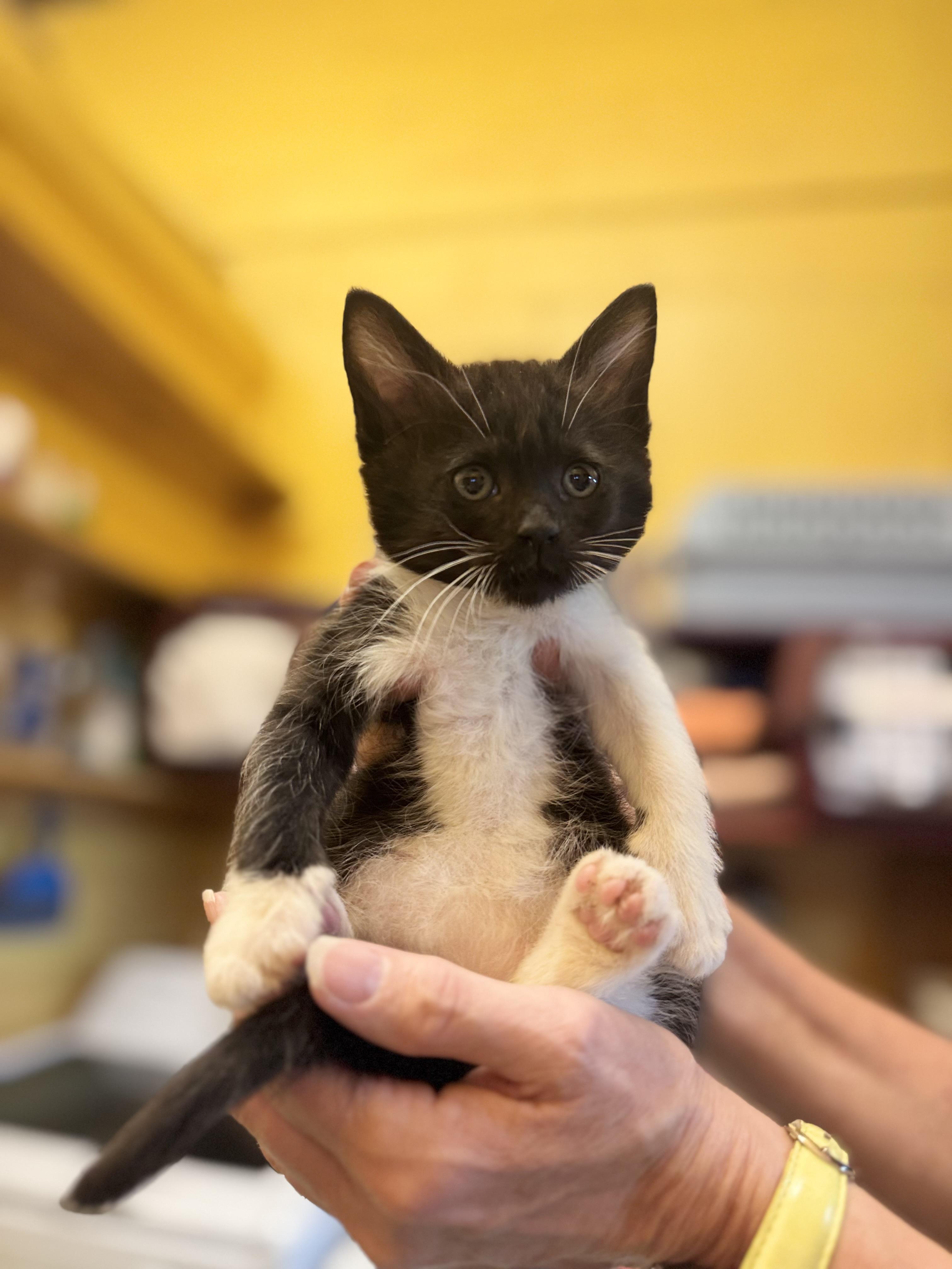 Larry, Young Male Domestic Long Hair