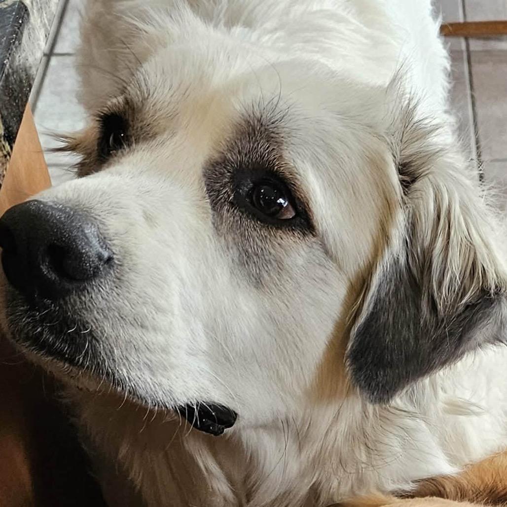 Enlarge Pearl, a Adoptable Great Pyrenees in Rockford , IL image 1/6