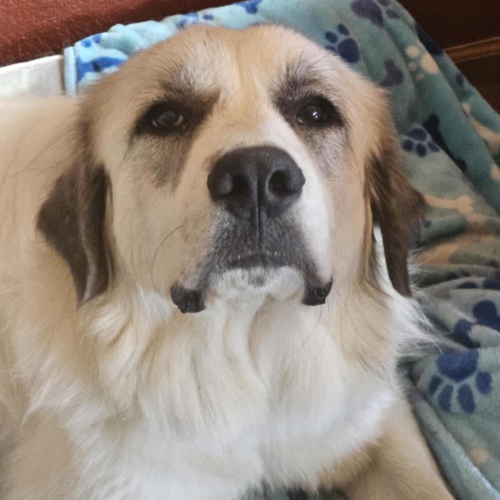 Enlarge Pearl, a Adoptable Great Pyrenees in Rockford , IL image 2/6