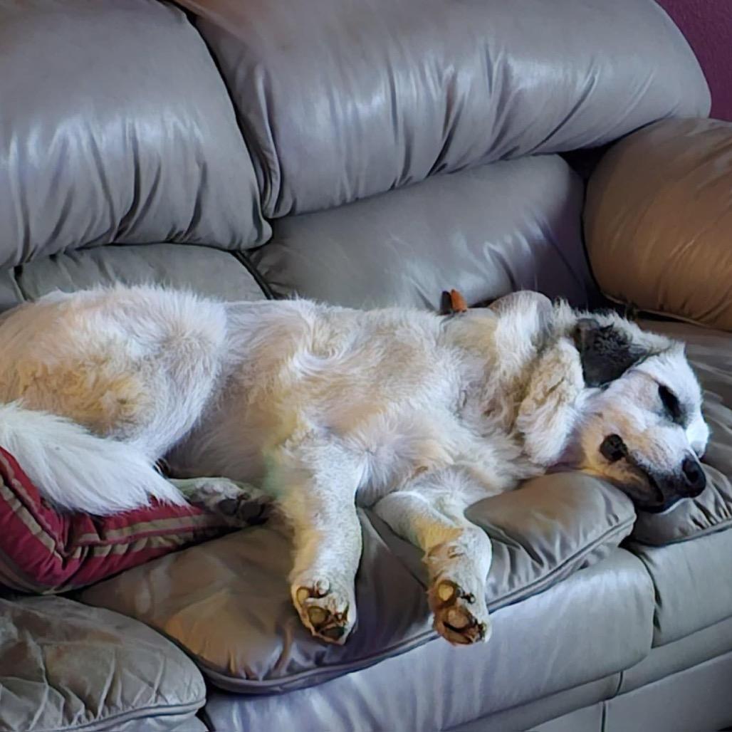 Enlarge Pearl, a Adoptable Great Pyrenees in Rockford , IL image 3/6