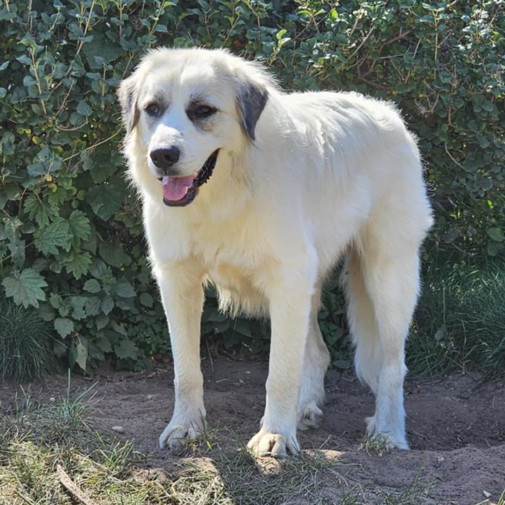 Enlarge Pearl, a Adoptable Great Pyrenees in Rockford , IL image 4/6