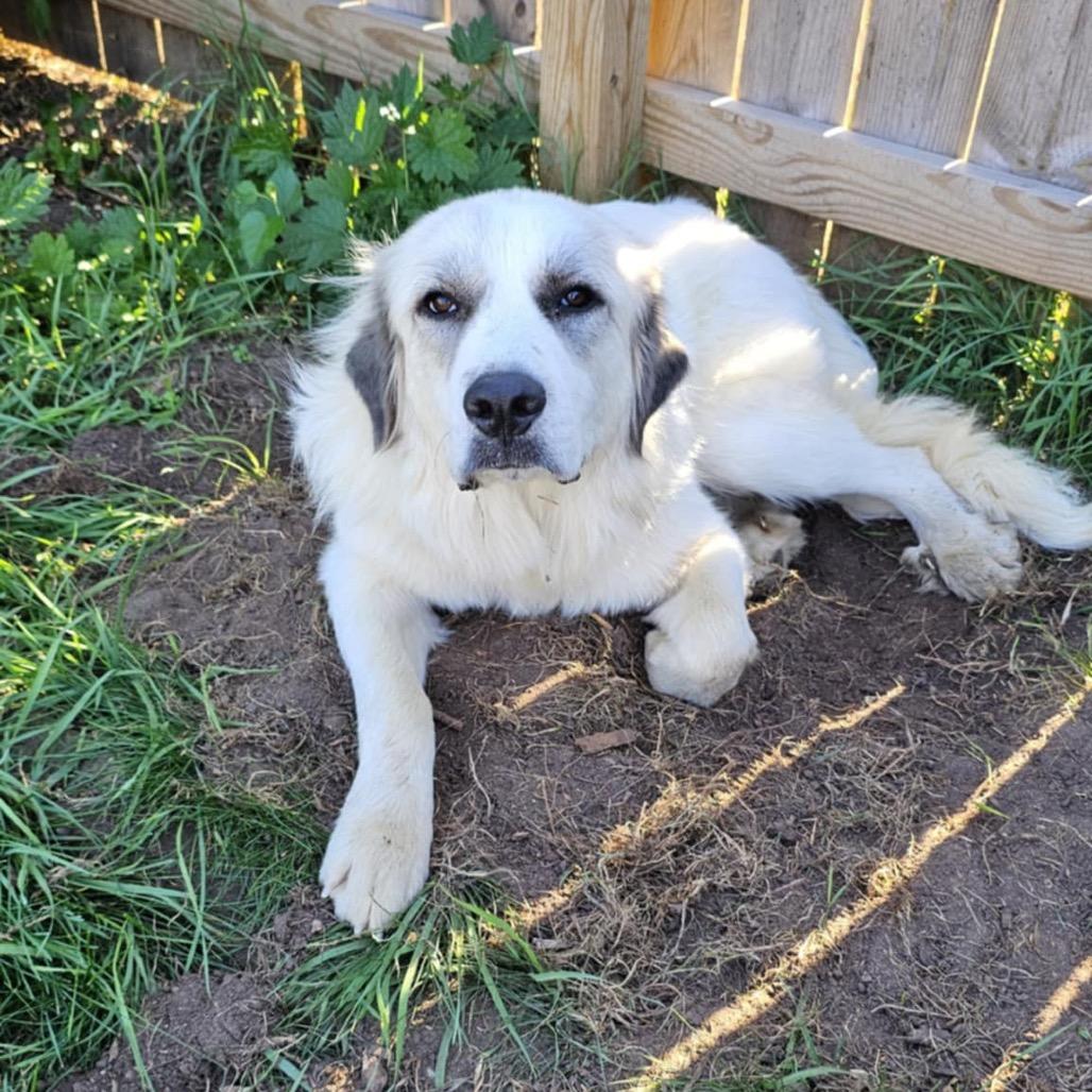 Ranger, Adoptable, Adult Female Great Pyrenees.