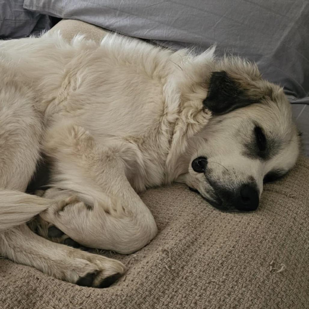 Enlarge Pearl, a Adoptable Great Pyrenees in Rockford , IL image 5/6