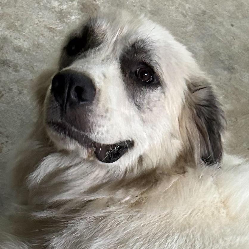 Enlarge Pearl, a Adoptable Great Pyrenees in Rockford , IL image 6/6