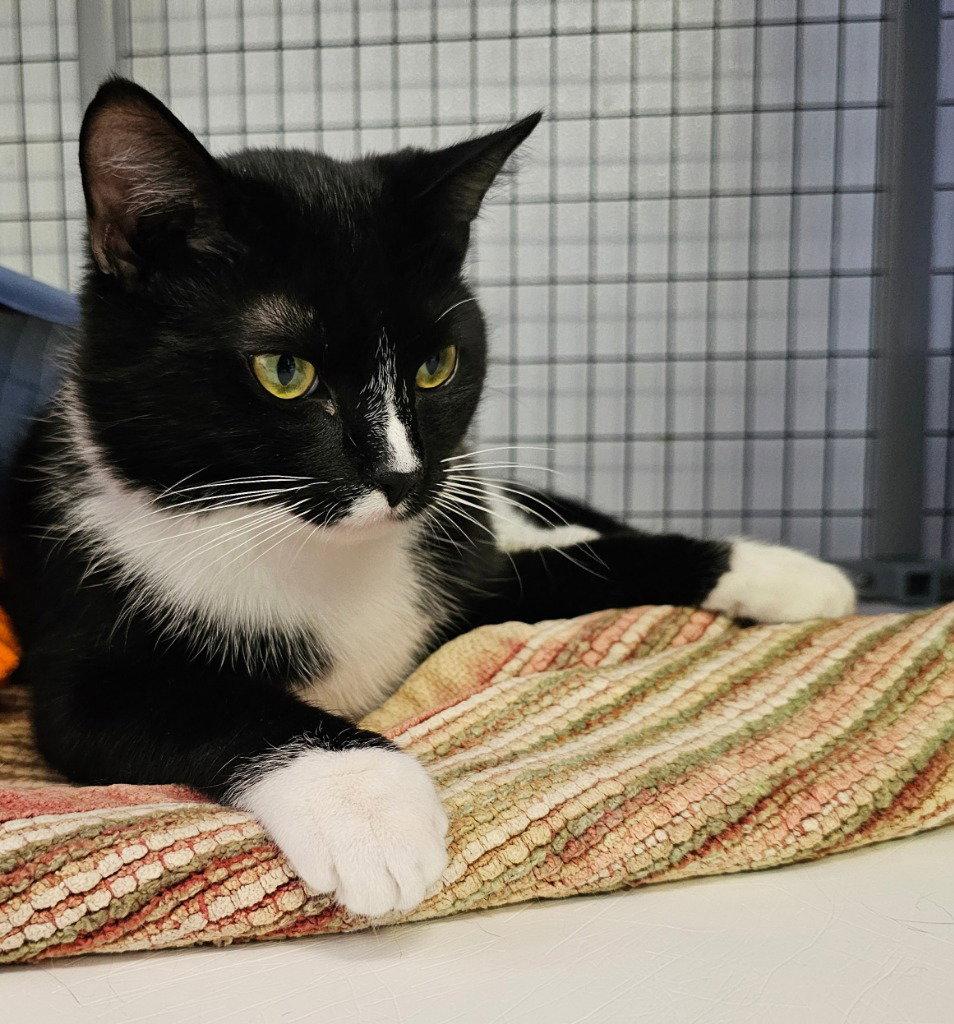 Enlarge Freyr, a Adoptable Tuxedo in Lovingston, VA image 1/3