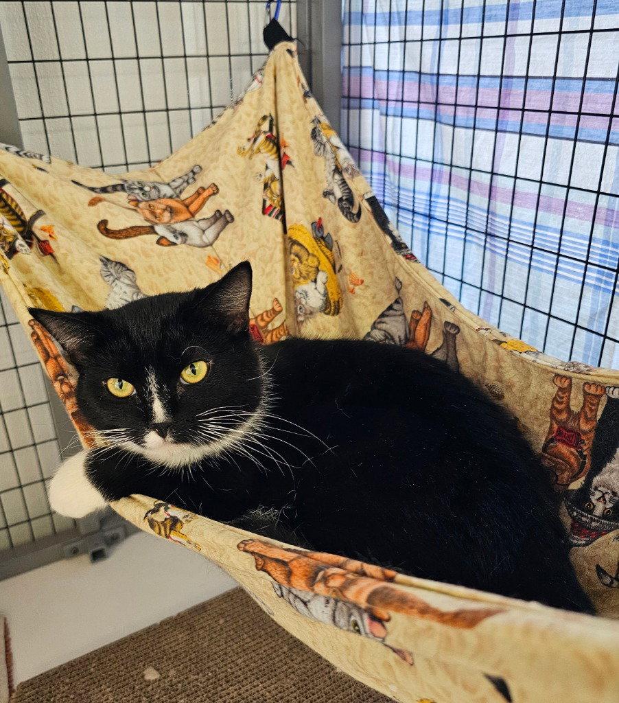 Freyr, Adoptable, Young Male Tuxedo.