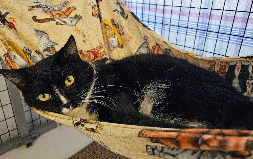 Enlarge Freyr, a Adoptable Tuxedo in Lovingston, VA image 2/3