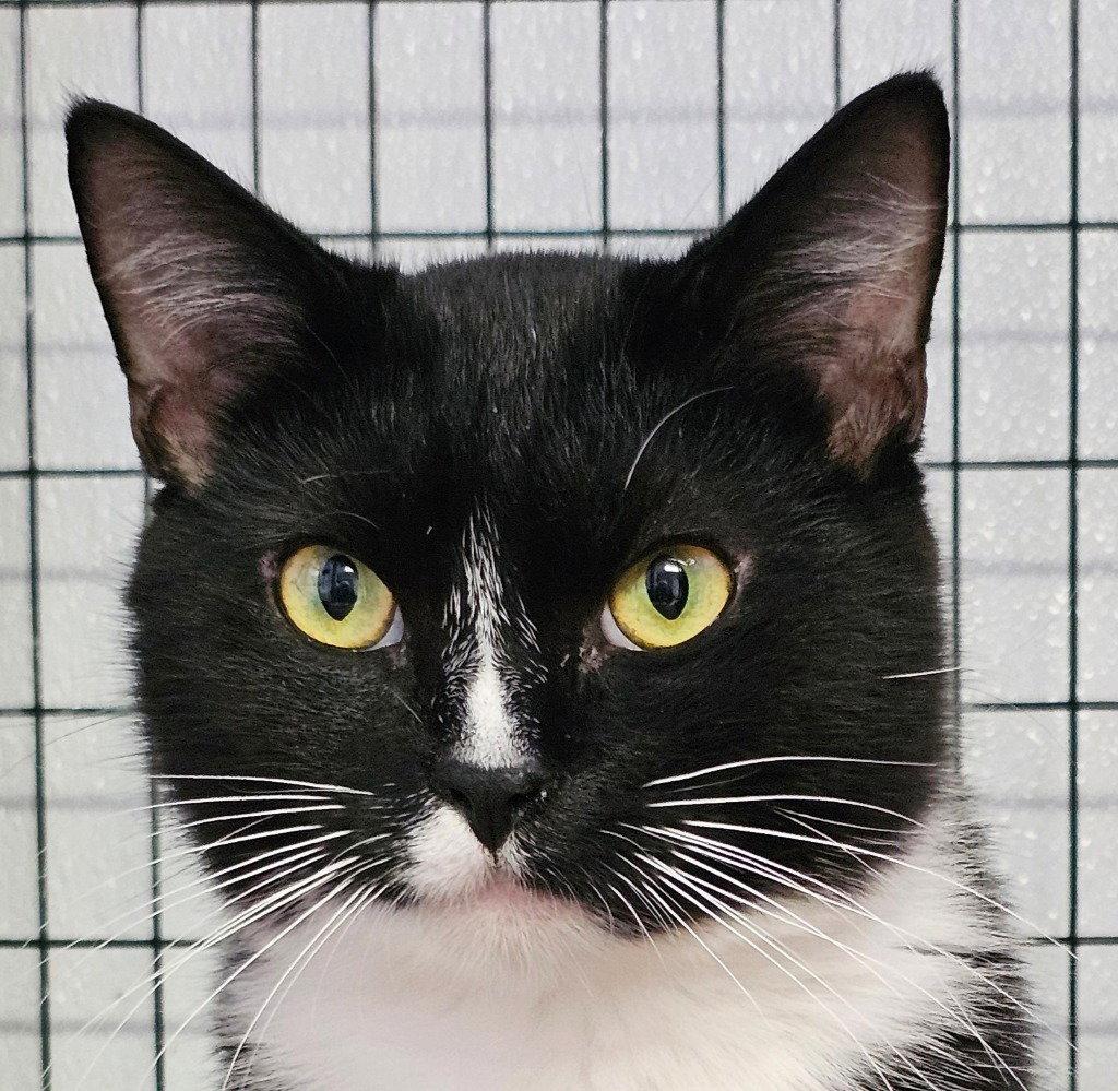 Enlarge Freyr, a Adoptable Tuxedo in Lovingston, VA image 2/3