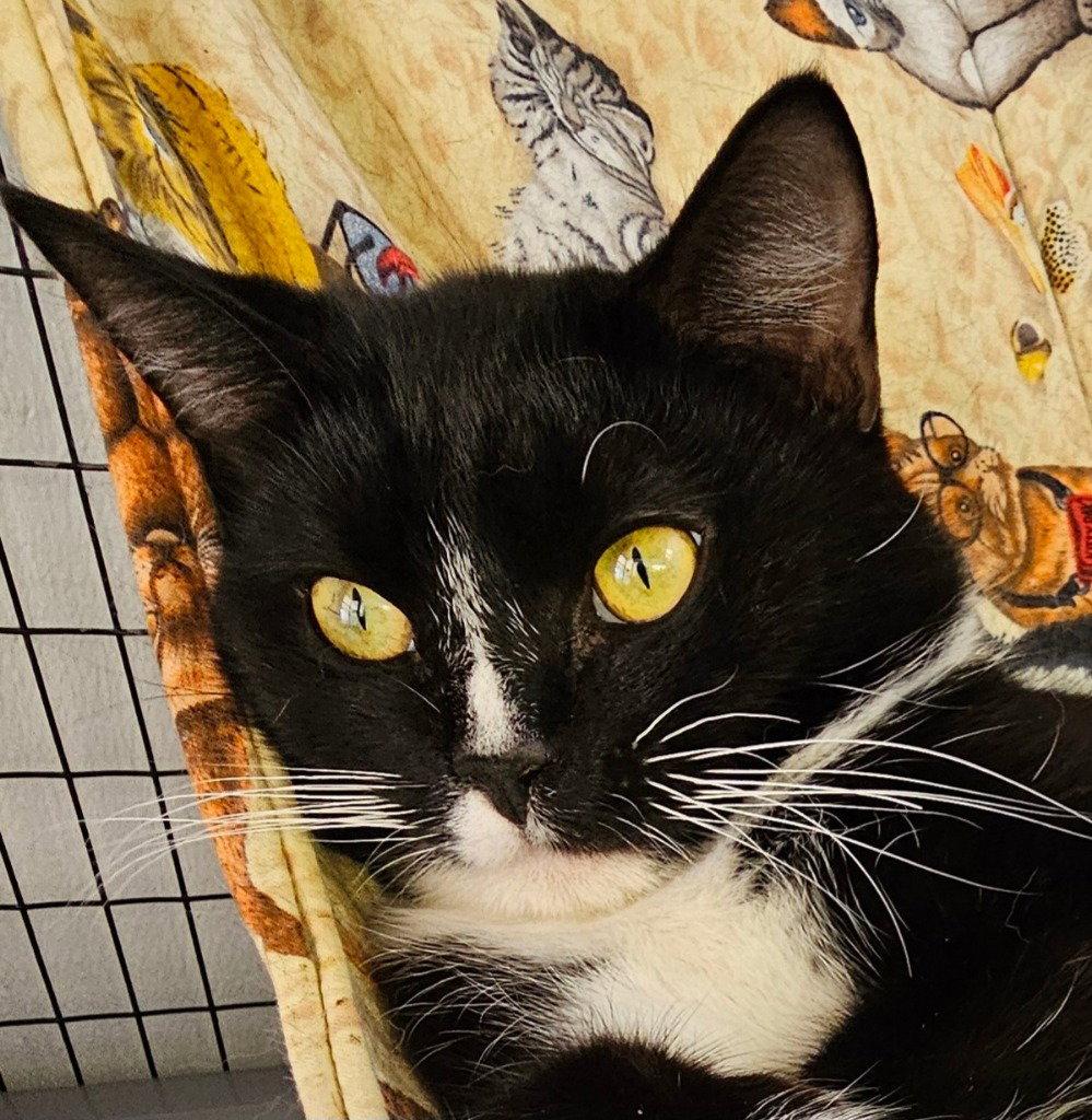 Enlarge Freyr, a Adoptable Tuxedo in Lovingston, VA image 3/3