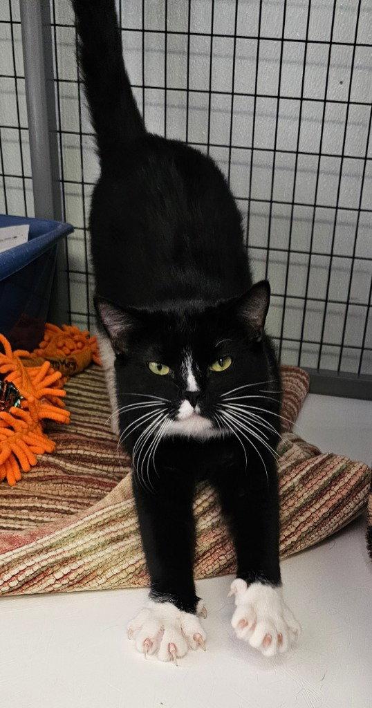 Enlarge Freyr, a Adoptable Tuxedo in Lovingston, VA image 3/3
