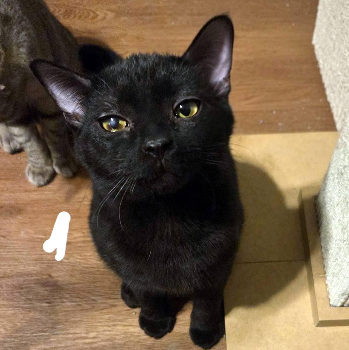 Enlarge Wally, a ADOPTABLE Domestic Short Hair in Pittsburgh, PA image 2/5