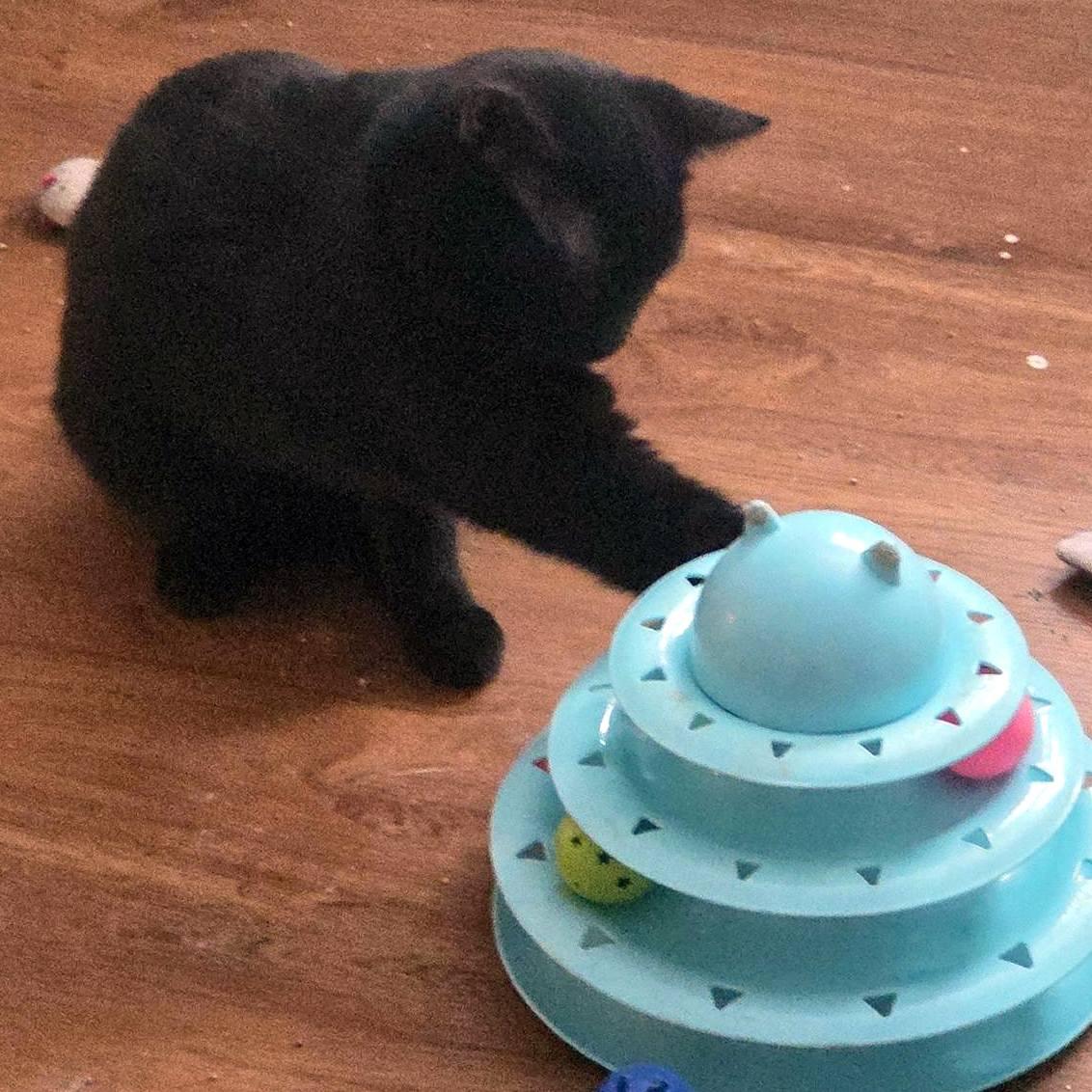 Enlarge Wally, a ADOPTABLE Domestic Short Hair in Pittsburgh, PA image 4/5