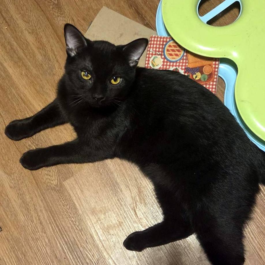 Wally, ADOPTABLE, Kitten Male Domestic Short Hair.