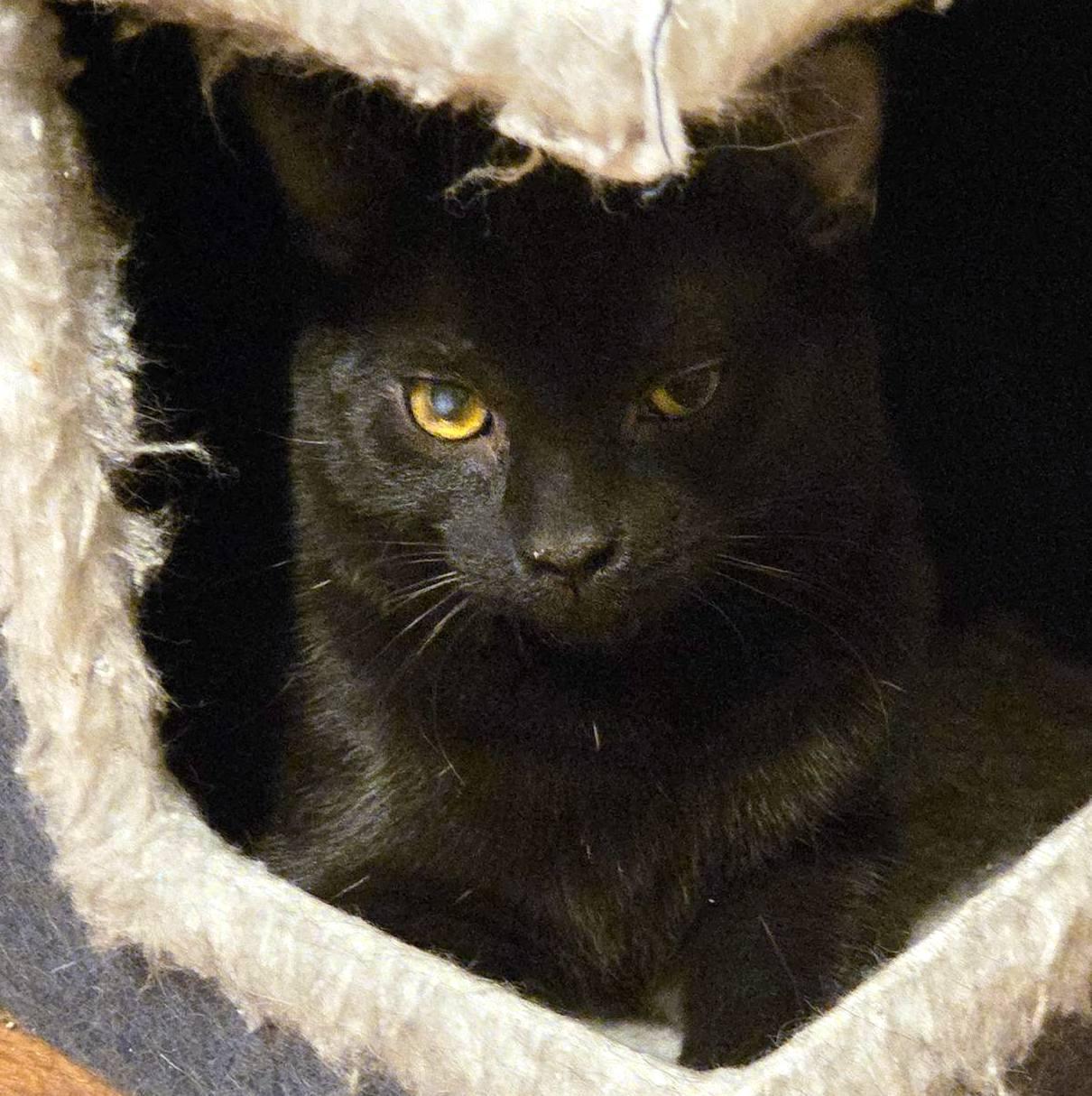 Enlarge Wally, a ADOPTABLE Domestic Short Hair in Pittsburgh, PA image 3/5