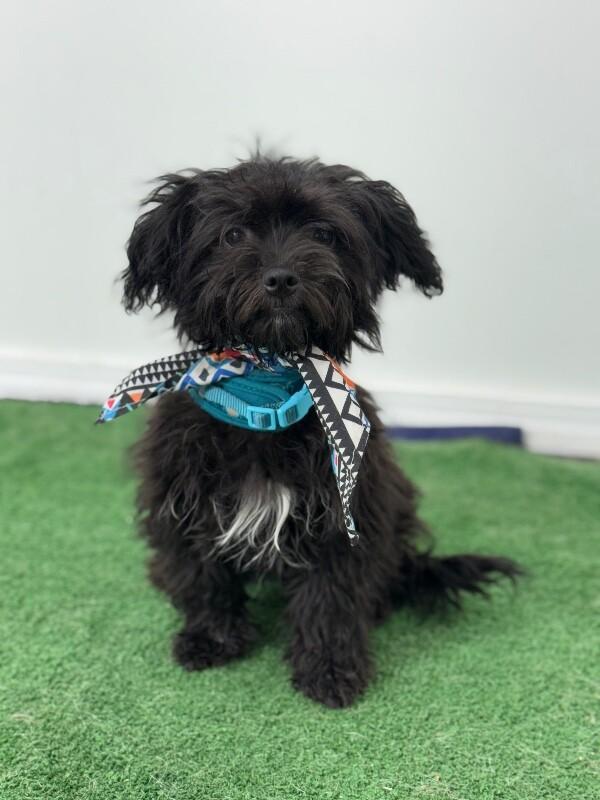 Chips, an adoptable Havanese, Maltipoo in Las Vegas, NV, 89101 | Photo Image 1