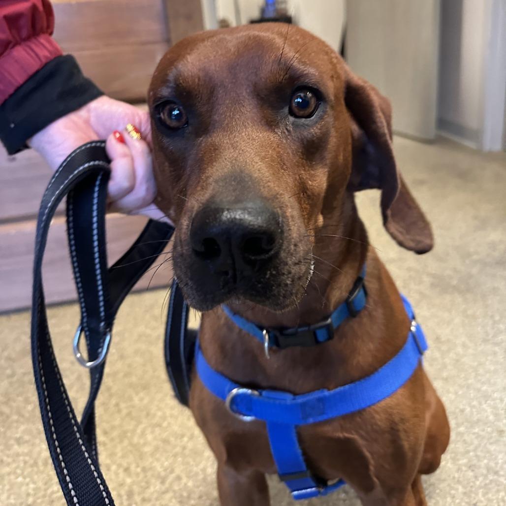 Rusty, Adoptable, Adult Male Mixed Breed.