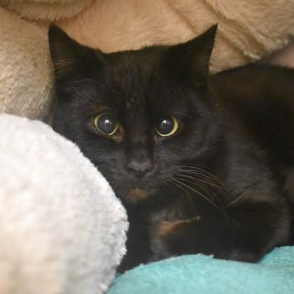 Enlarge Kaz, a ADOPTABLE Domestic Short Hair in Flagstaff, AZ image 1/1