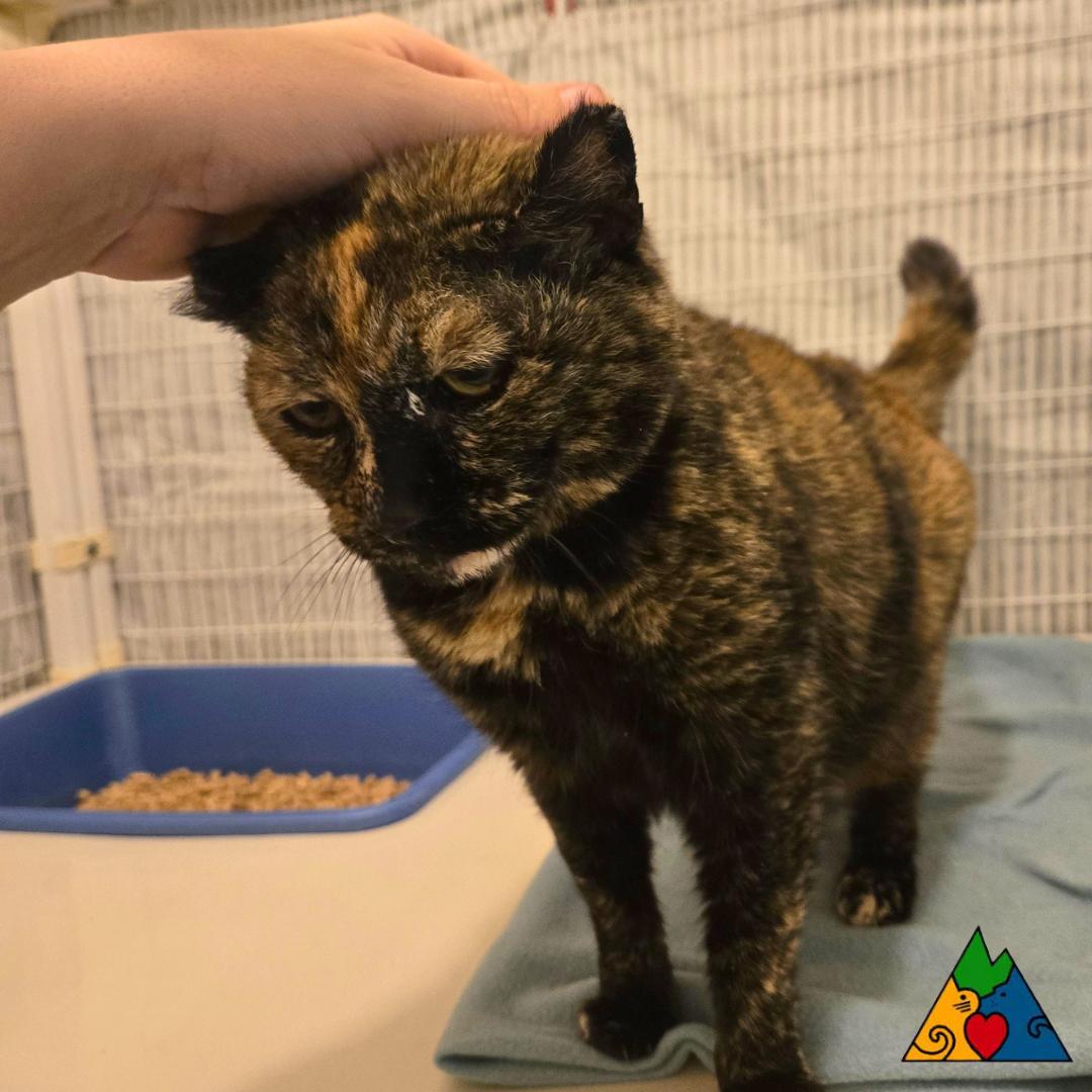 Enlarge Sally, a ADOPTABLE Domestic Short Hair in Douglas, WY image 1/3