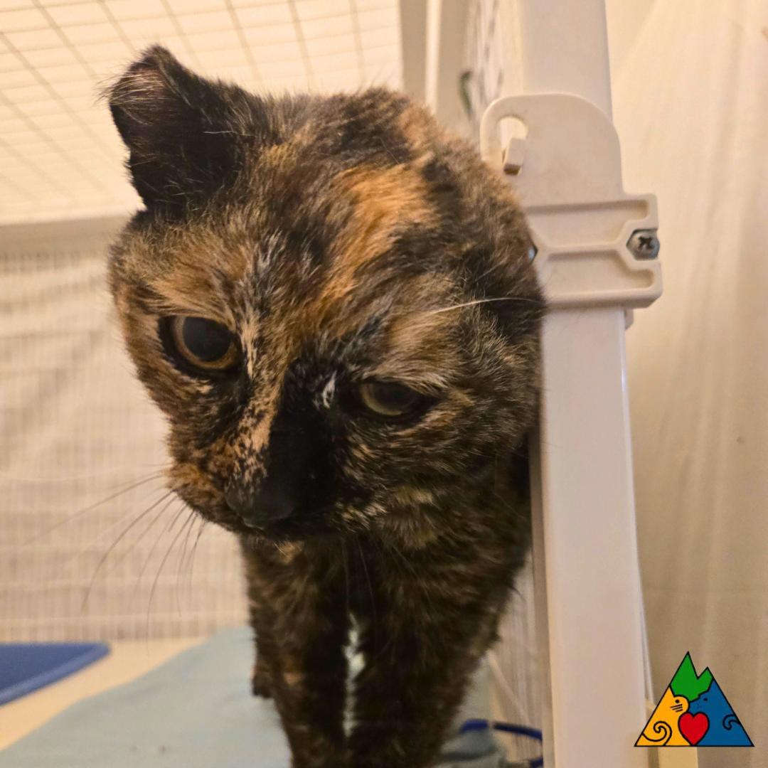 Enlarge Sally, a ADOPTABLE Domestic Short Hair in Douglas, WY image 3/3