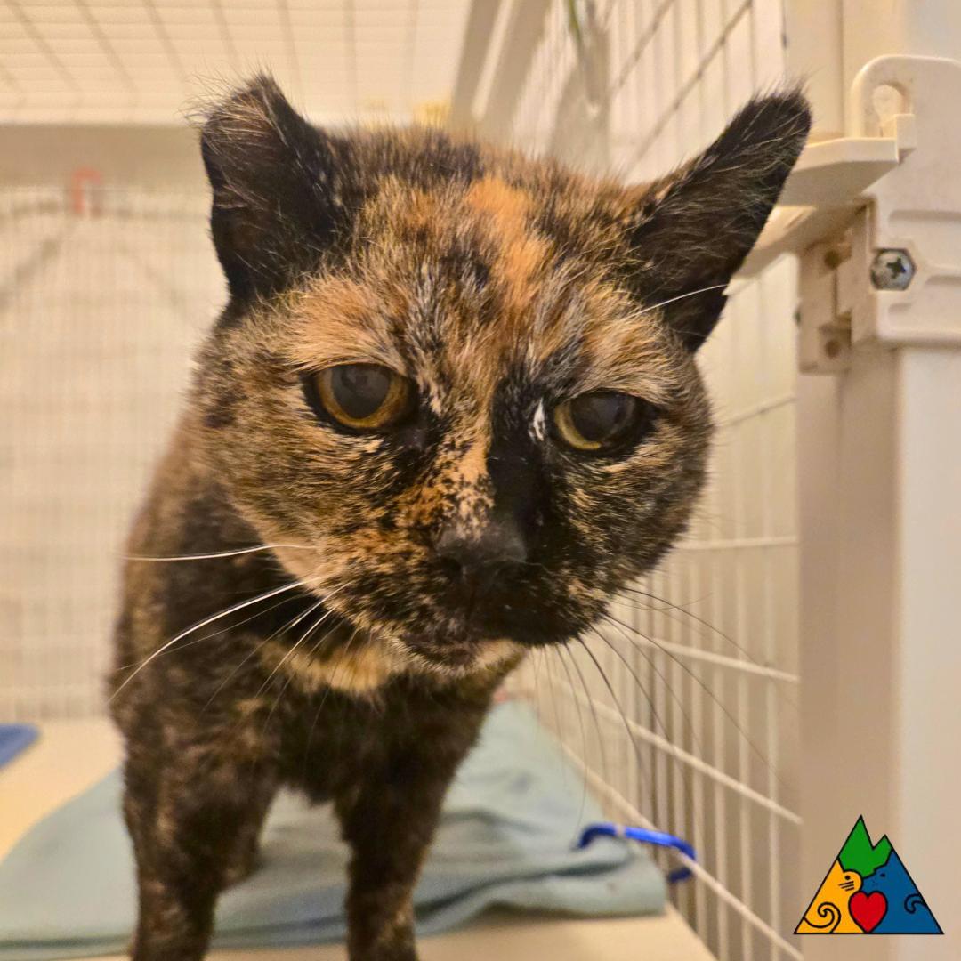 Enlarge Sally, a ADOPTABLE Domestic Short Hair in Douglas, WY image 2/3