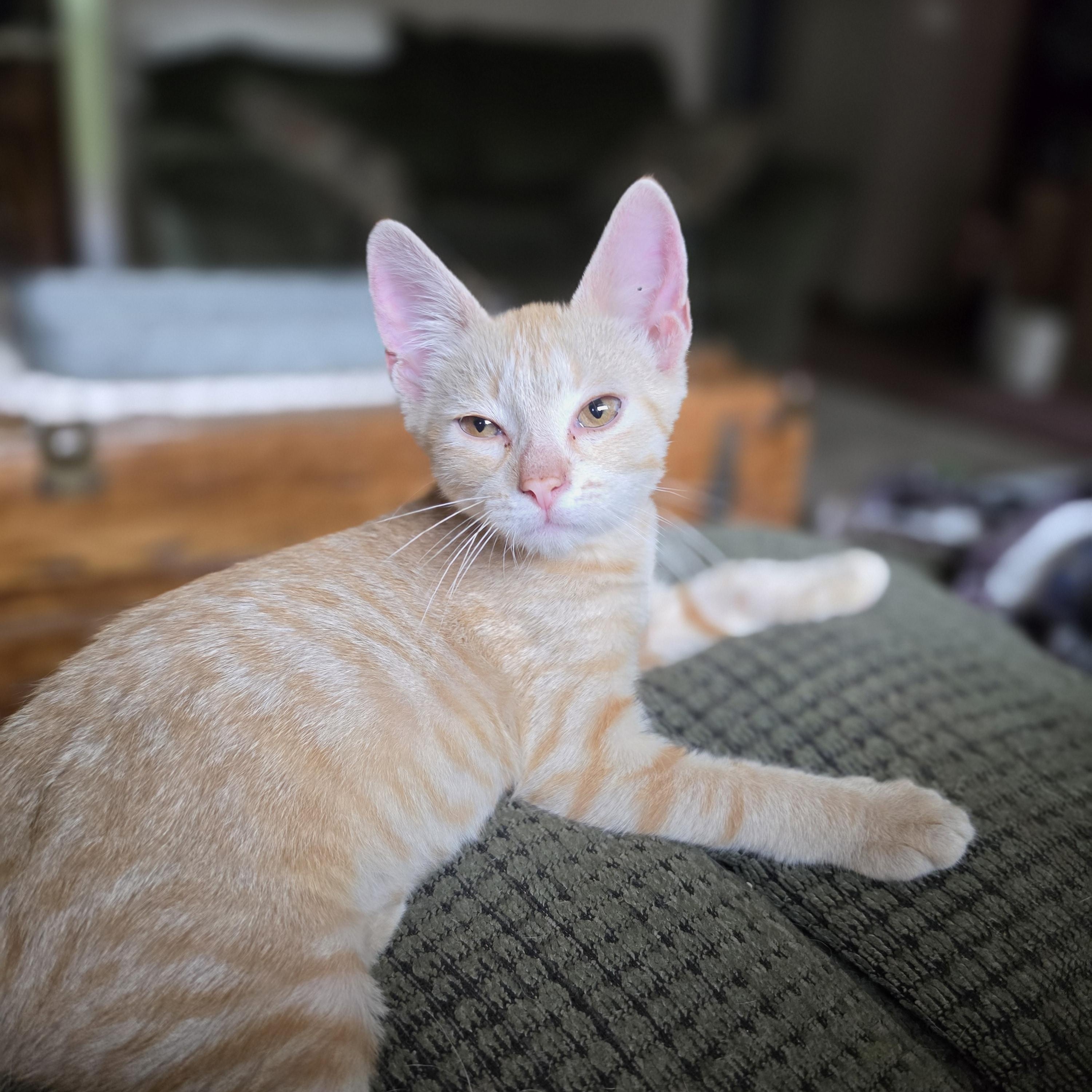 Enlarge Farley, an adopted Domestic Short Hair in Medford, WI image 1/1