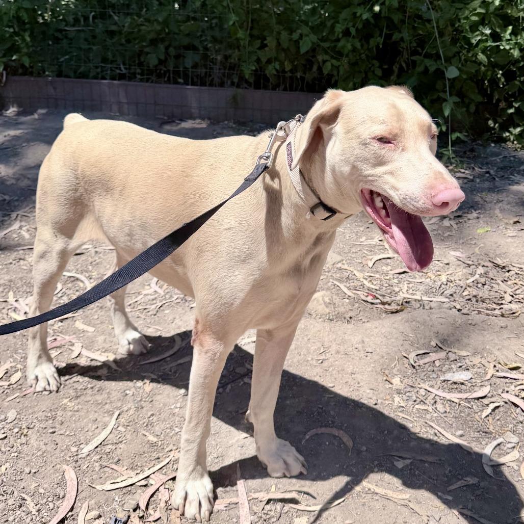Tyson, Adoptable, Adult Male Doberman Pinscher.