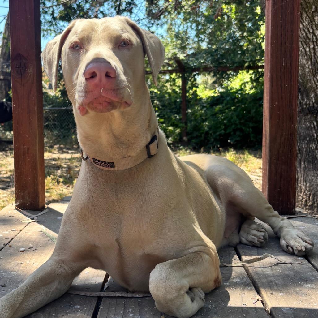 Tyson, a Adoptable Doberman Pinscher in Sonoma, CA image 3/4