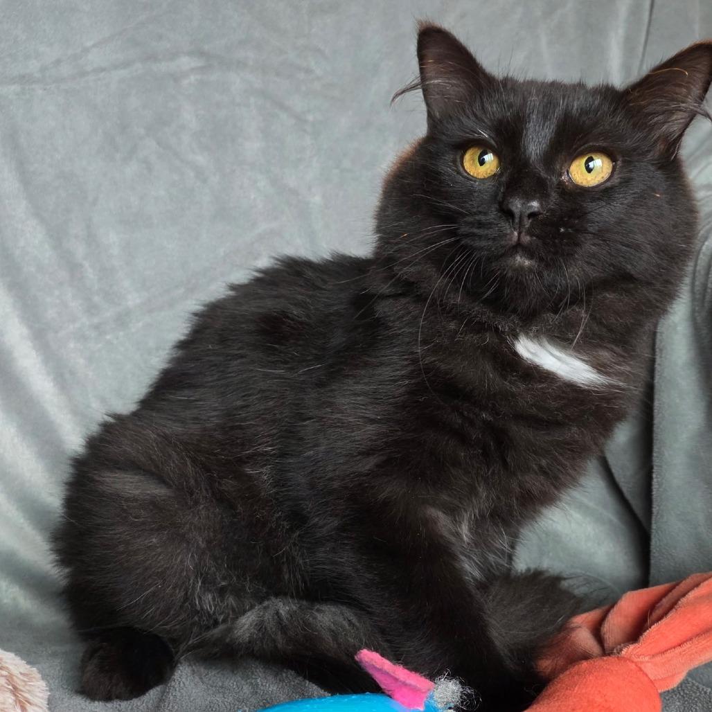 Enlarge Chives, a Adoptable Domestic Medium Hair in Long Beach, CA image 1/5