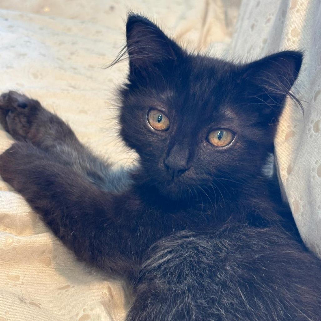 Enlarge Chives, a Adoptable Domestic Medium Hair in Long Beach, CA image 2/5