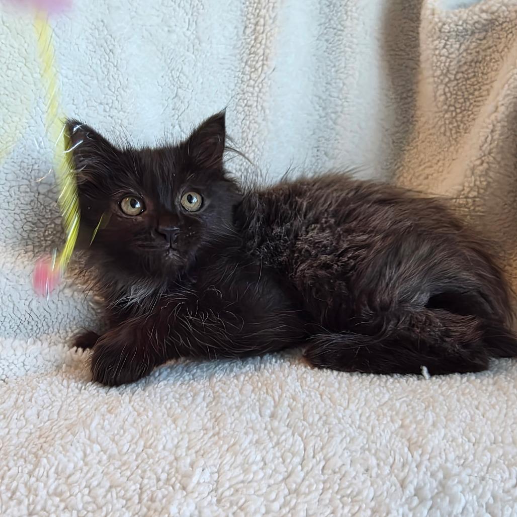Enlarge Chives, a Adoptable Domestic Medium Hair in Long Beach, CA image 3/5