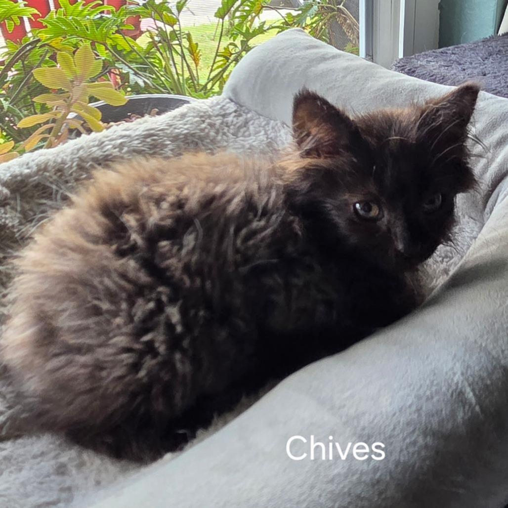 Enlarge Chives, a Adoptable Domestic Medium Hair in Long Beach, CA image 4/5