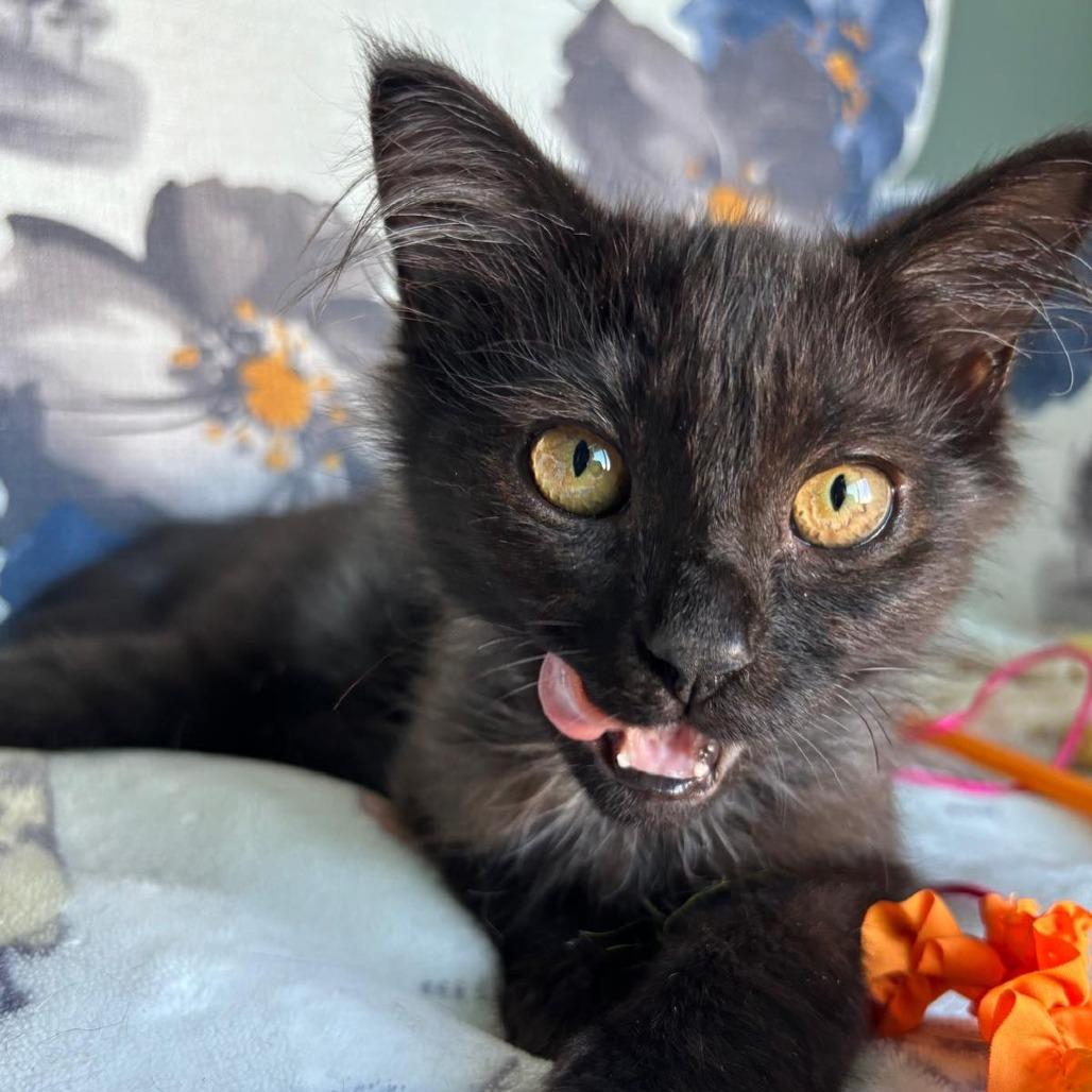 Enlarge Chives, a Adoptable Domestic Medium Hair in Long Beach, CA image 5/5