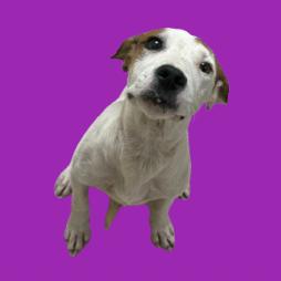 Lola — thumbnail 3