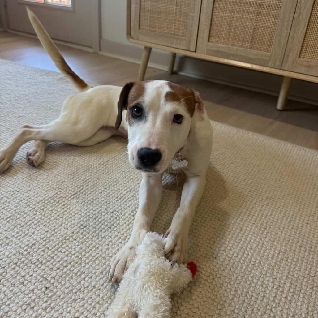 Lola — thumbnail 5