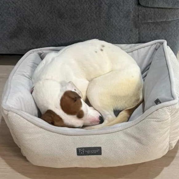 Lola — thumbnail 6