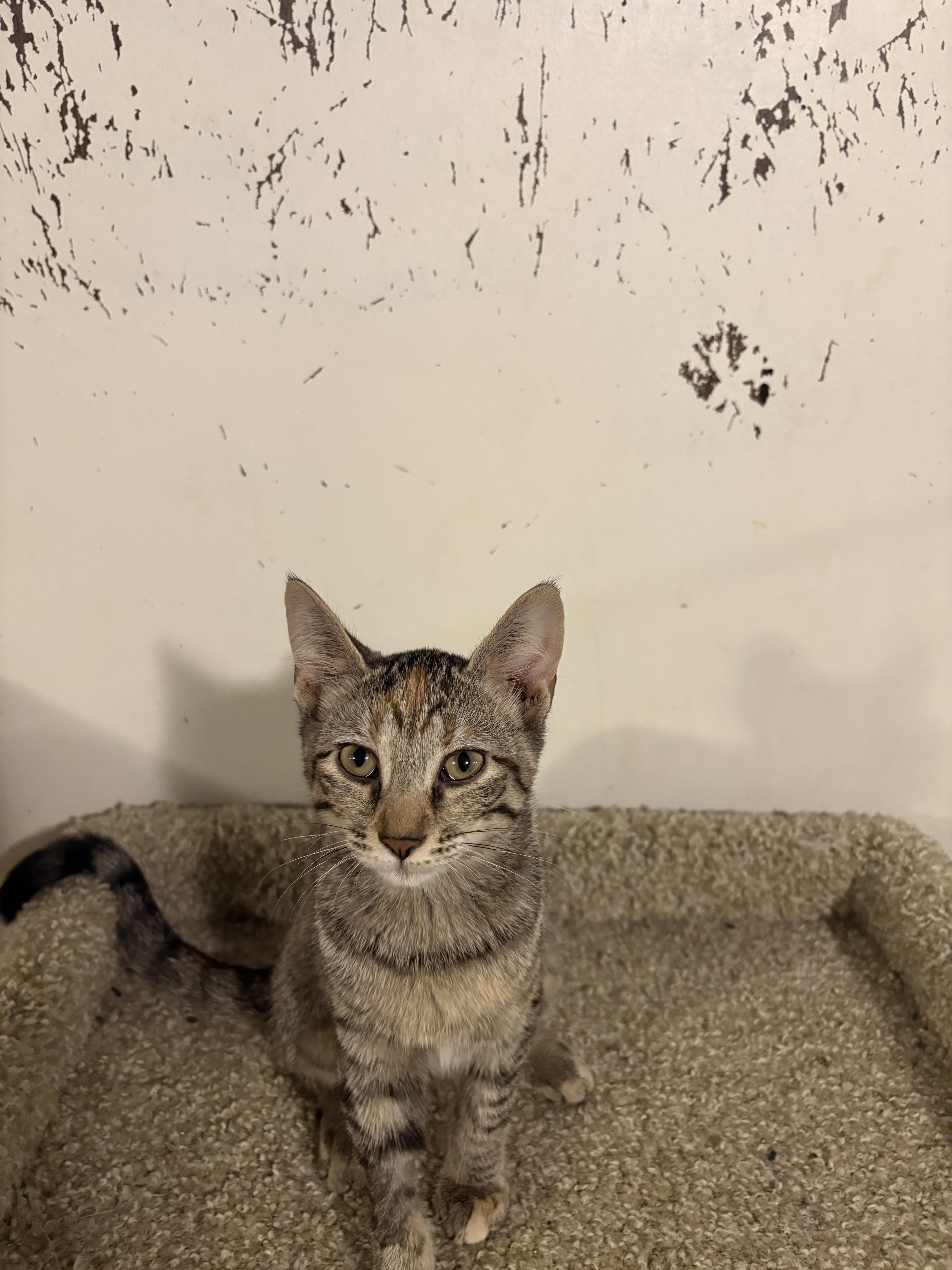 Cleo, Adoptable, Young Female Domestic Short Hair.
