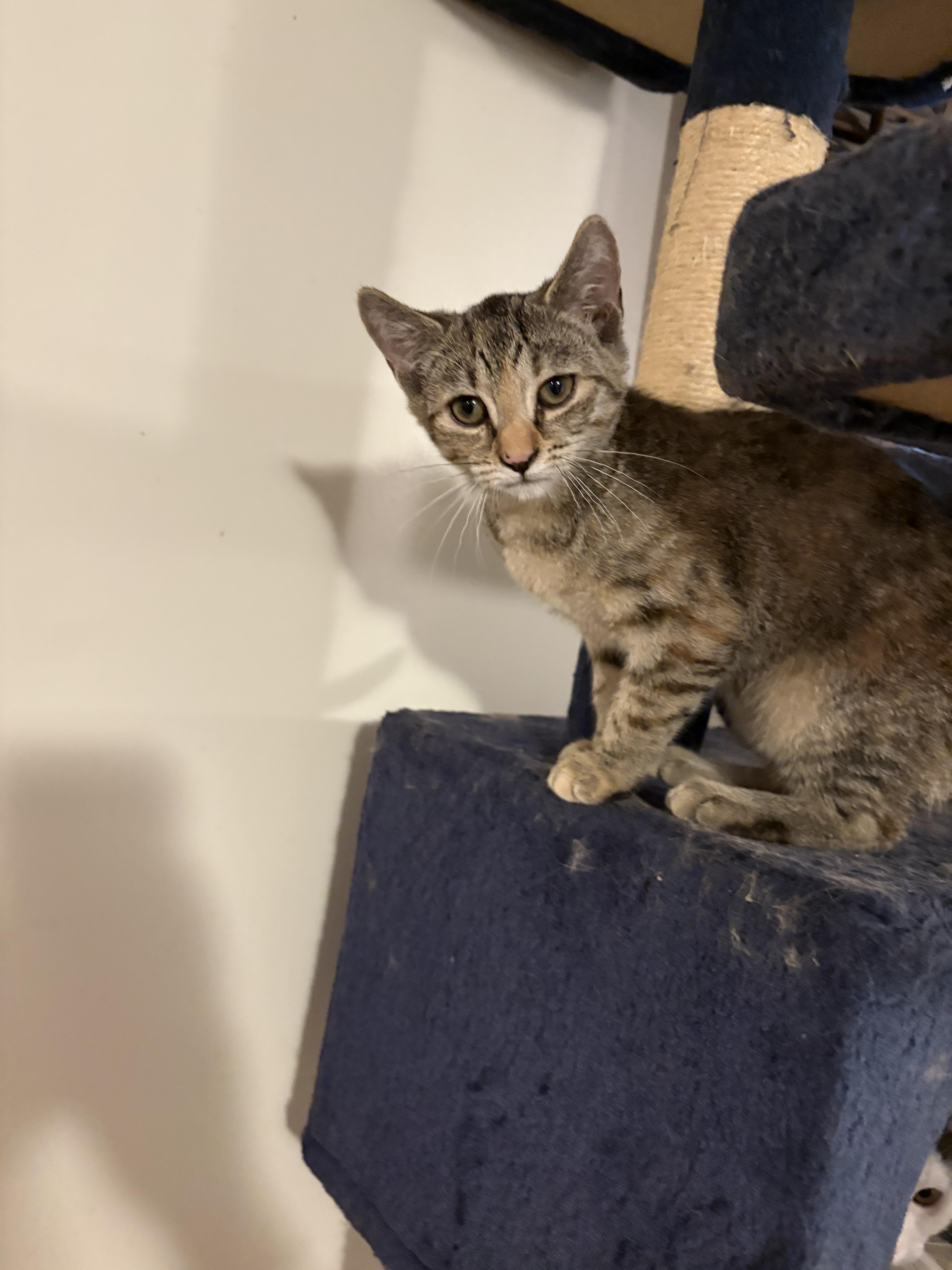Enlarge Cleo, a Adoptable Domestic Short Hair in Rochester, NY image 2/2