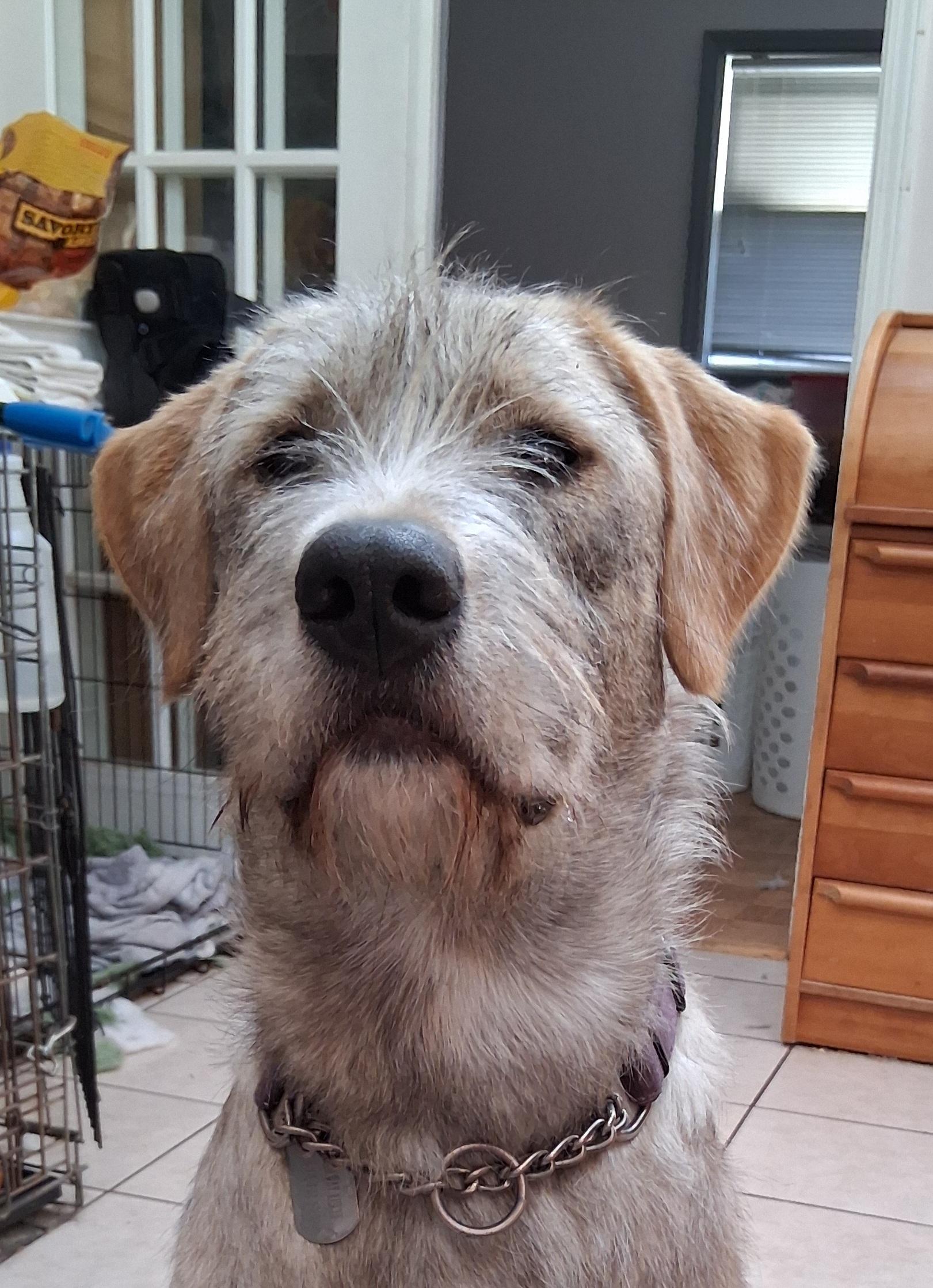 Enlarge Wendy, a Adoptable mixed breed in Elmhurst, IL image 4/6