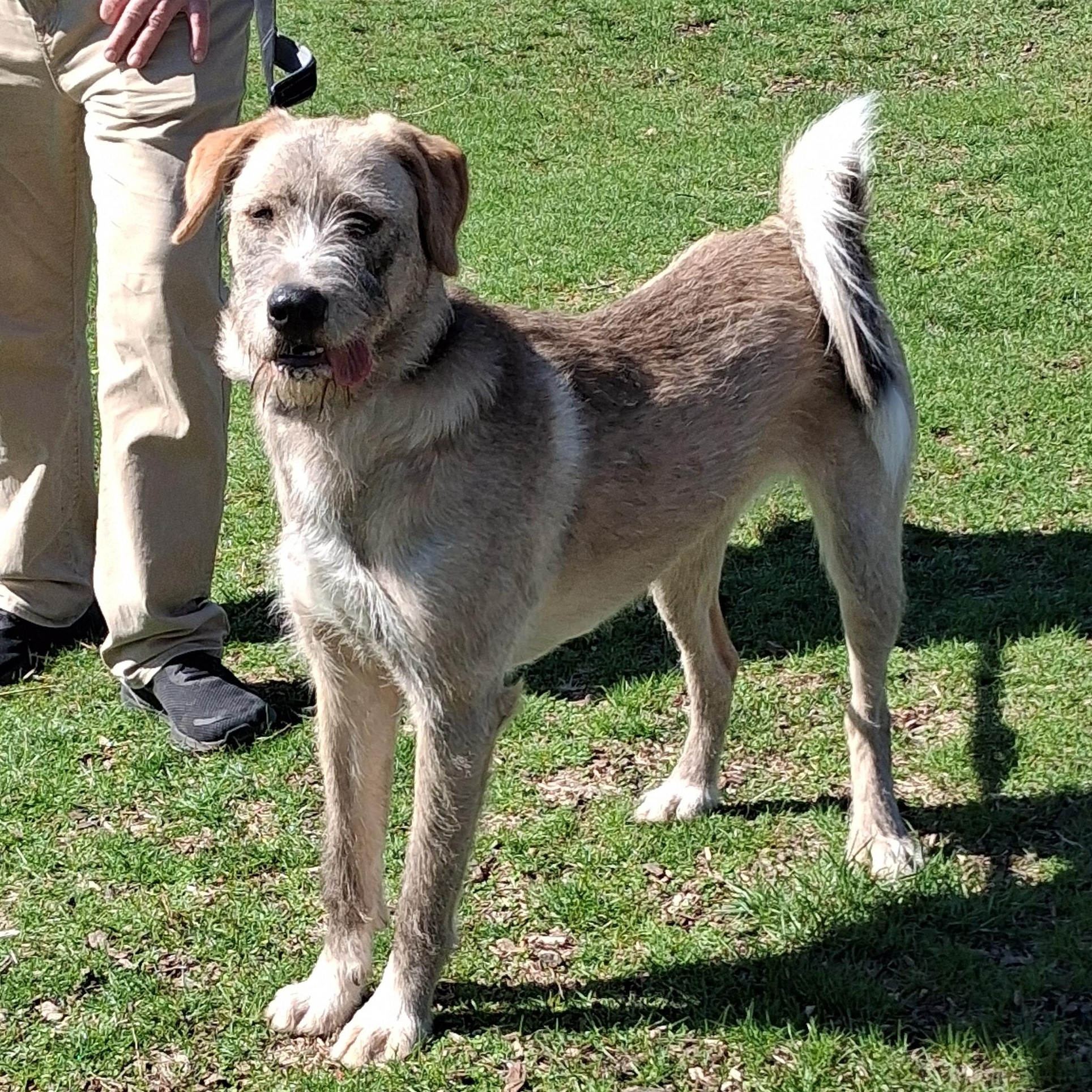 Enlarge Wendy, a Adoptable mixed breed in Elmhurst, IL image 2/6