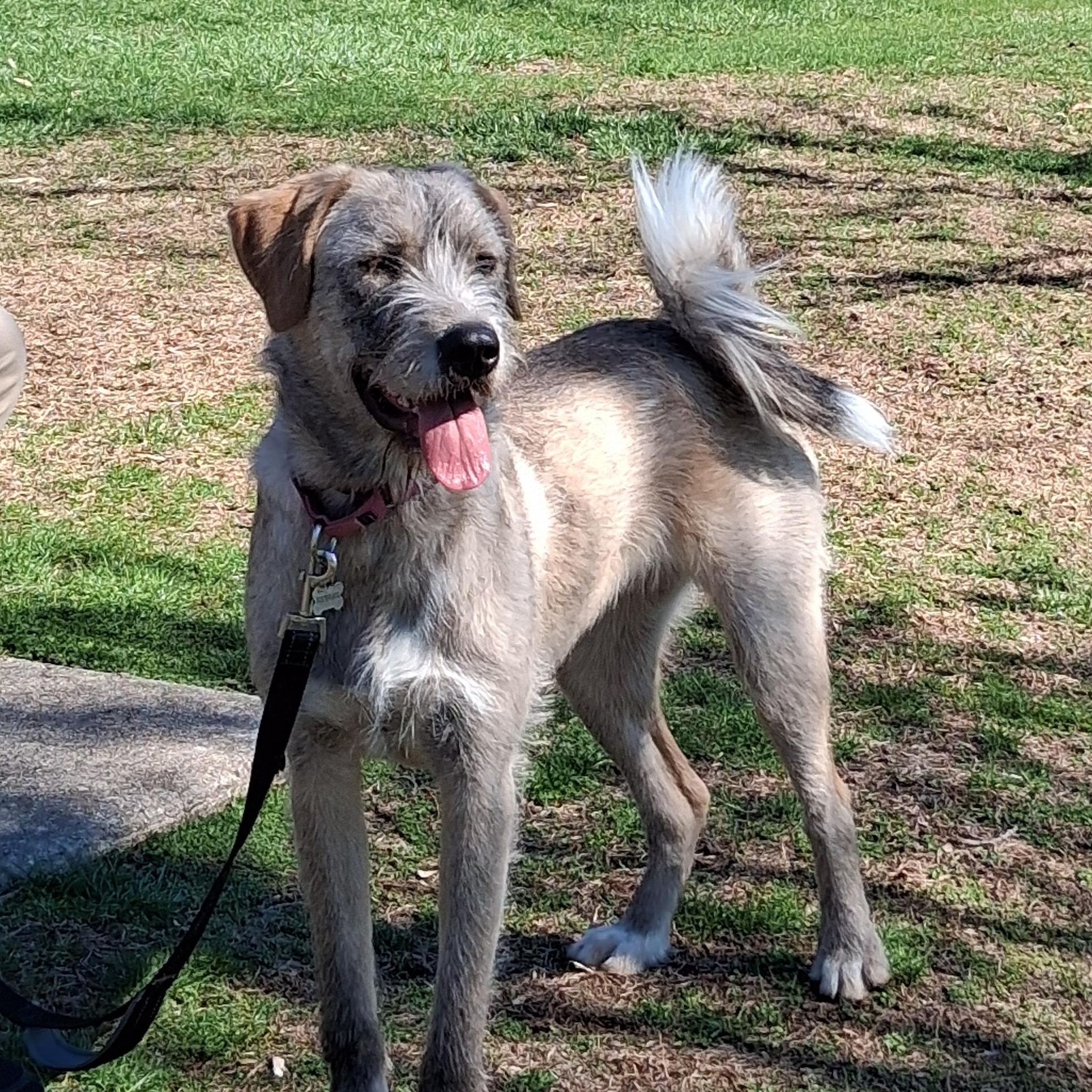 Enlarge Wendy, a Adoptable mixed breed in Elmhurst, IL image 1/6